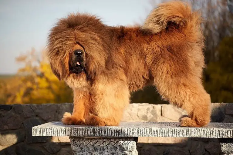 Are Tibetan Mastiffs Hypoallergenic? What to Do to Avoid Dog Allergies