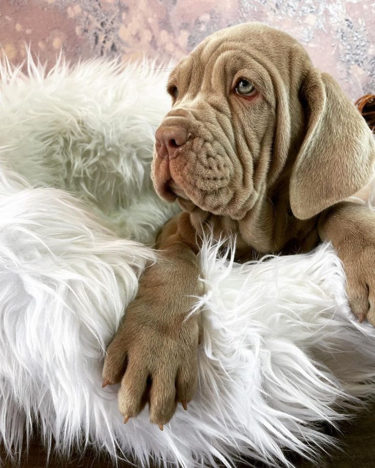 How Much Is a Neapolitan Mastiff? A Puppy Price Guide