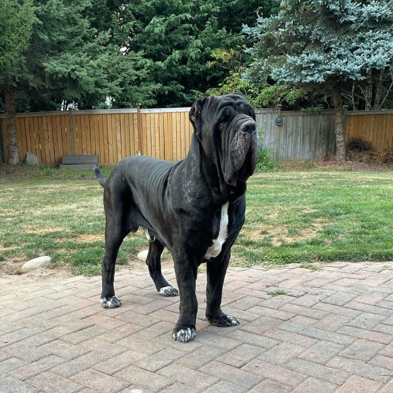 American Molossus vs Neapolitan Mastiff: A Battle of the Bigger Dogs