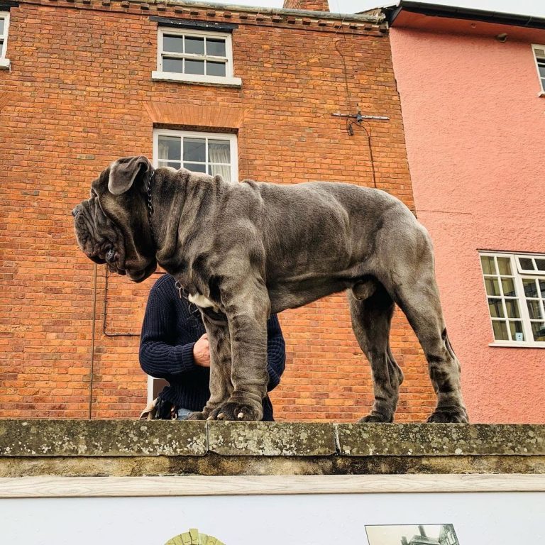 Neapolitan Mastiff vs Cane Corso: Who’s Bigger and Who’s Better?