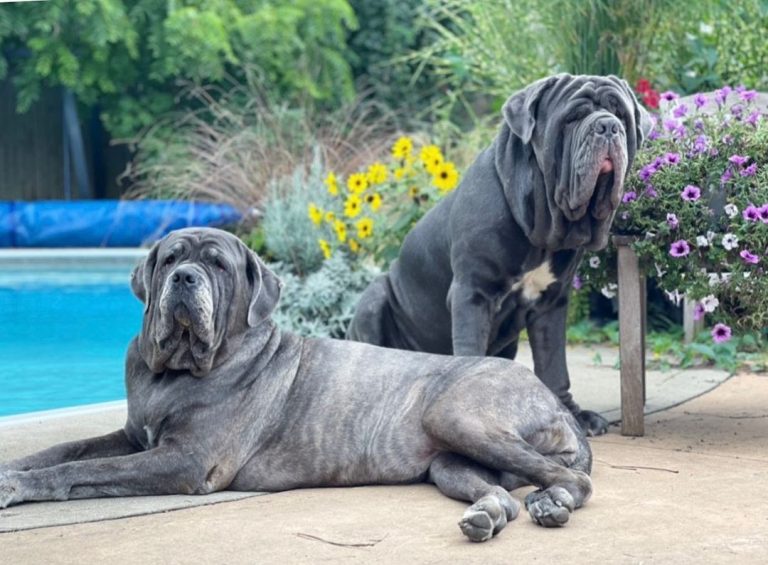 Are Neapolitan Mastiffs Aggressive? Understanding the Mastiff Behavior