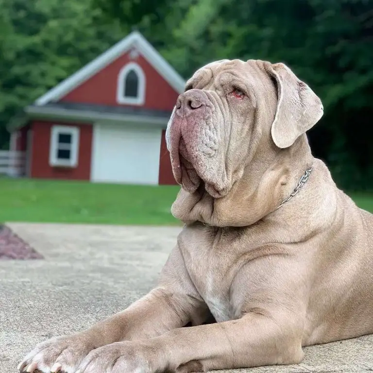 Are Neapolitan Mastiffs Good Family Dogs? All you Need to Know!