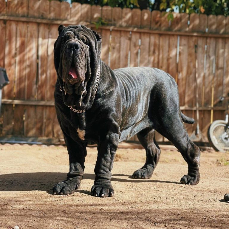 Are Neapolitan Mastiffs Good Guard Dogs? Train Them on How to Be!