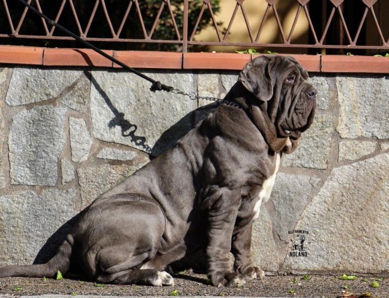 The Best Dog Food for Neapolitan Mastiff: 2021’s Ultimate Guide