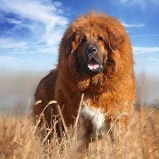 How Much is Tibetan Mastiff