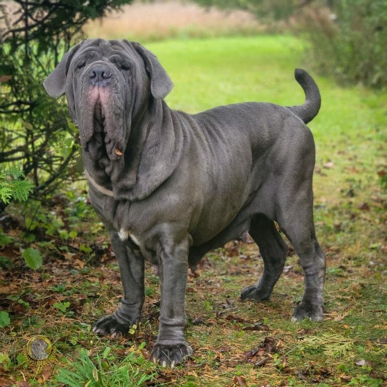 Neapolitan Mastiff vs Rottweiler: A Mastiff Breed Comparison