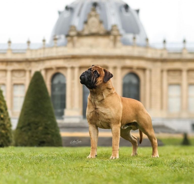 Bullmastiff vs Lion: See the Difference!