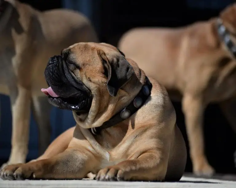 Are Bullmastiffs Good for First-Time Owners? All You Have to Know!