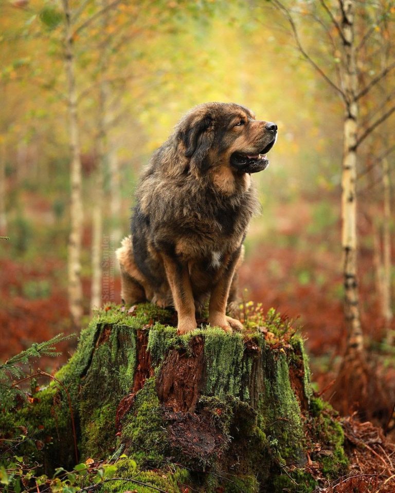 Tibetan Mastiff 101: The Essential Guide