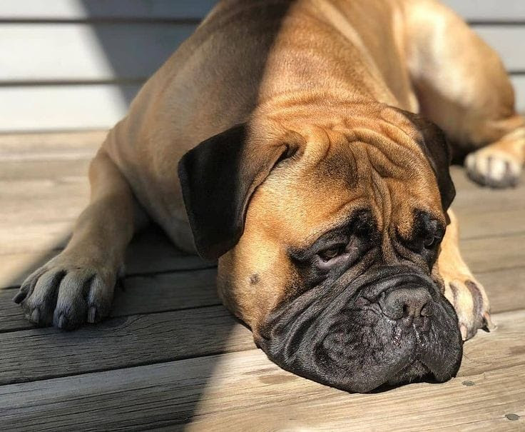 Can Bullmastiffs Be Left Alone? Best Ways to Deal With Anxiety