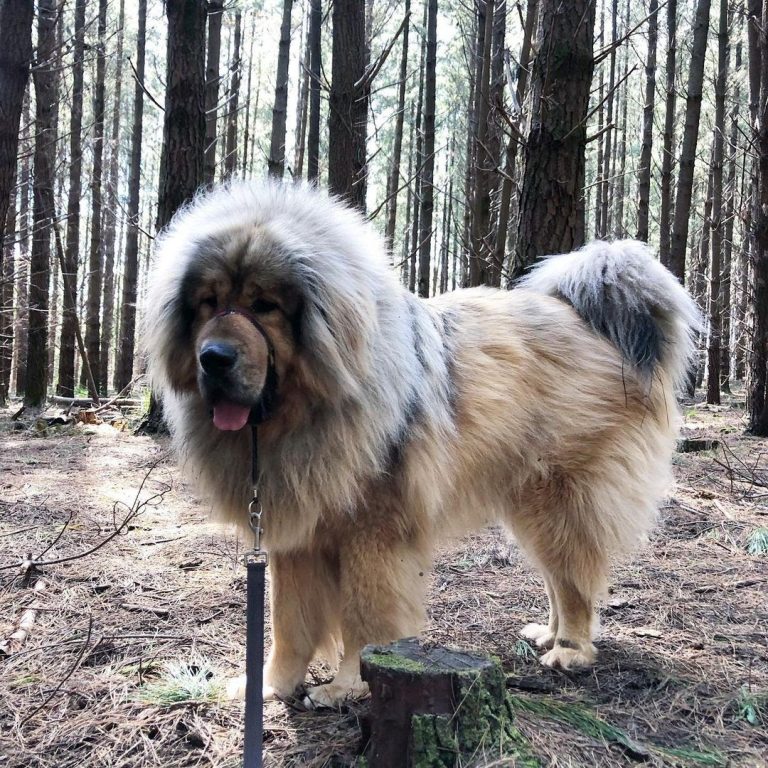 How Big Is a Tibetan Mastiff? Growth Chart and More!