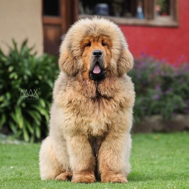 Tibetan Mastiff vs Wolf: Can Your Mastiff Defend You?