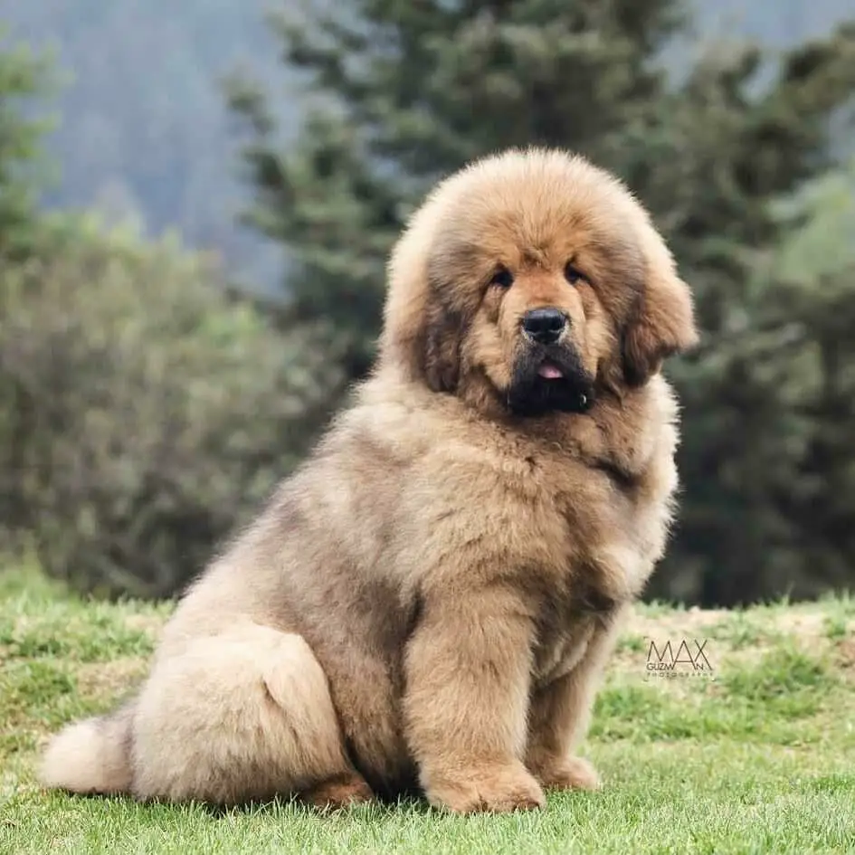 Expensive Dog- The Tibetan Mastiff! -