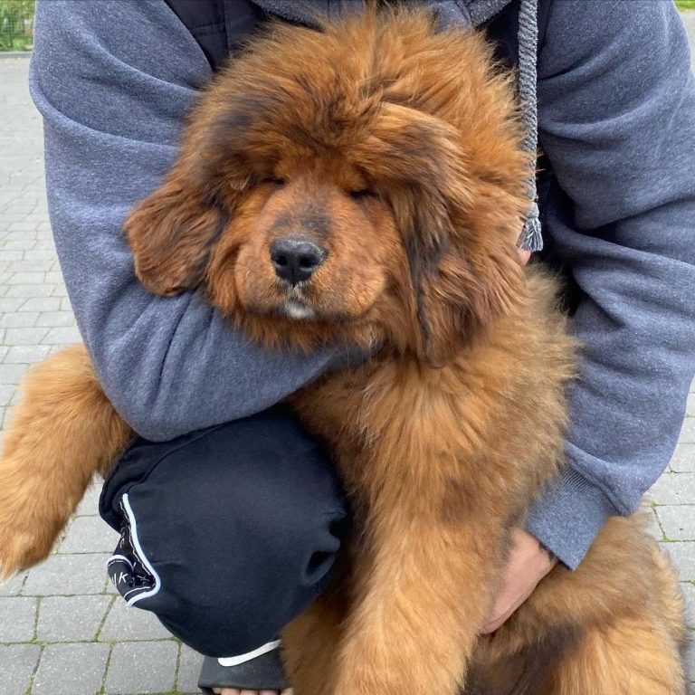 How Much Does a Tibetan Mastiff Weigh? Average Weight Chart and More!