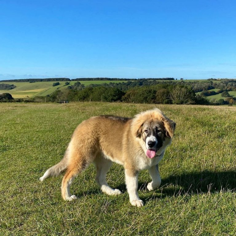 Caucasian Shepherd vs Tibetan Mastiff: In Choosing the Right Breed