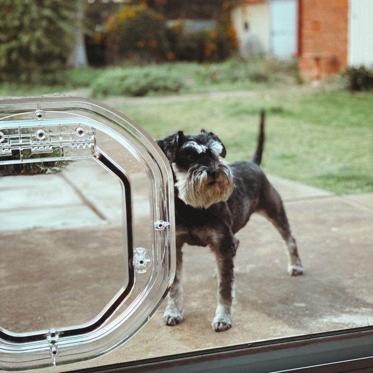 Top 10 Dog Door Ideas