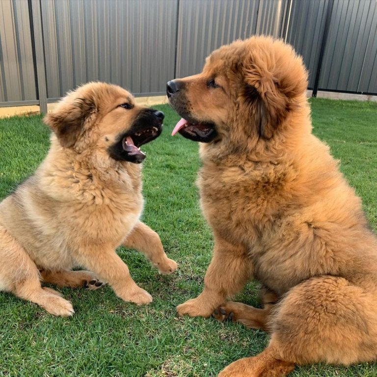 Are Tibetan Mastiffs Dangerous? How to Make Them a Safe Breed