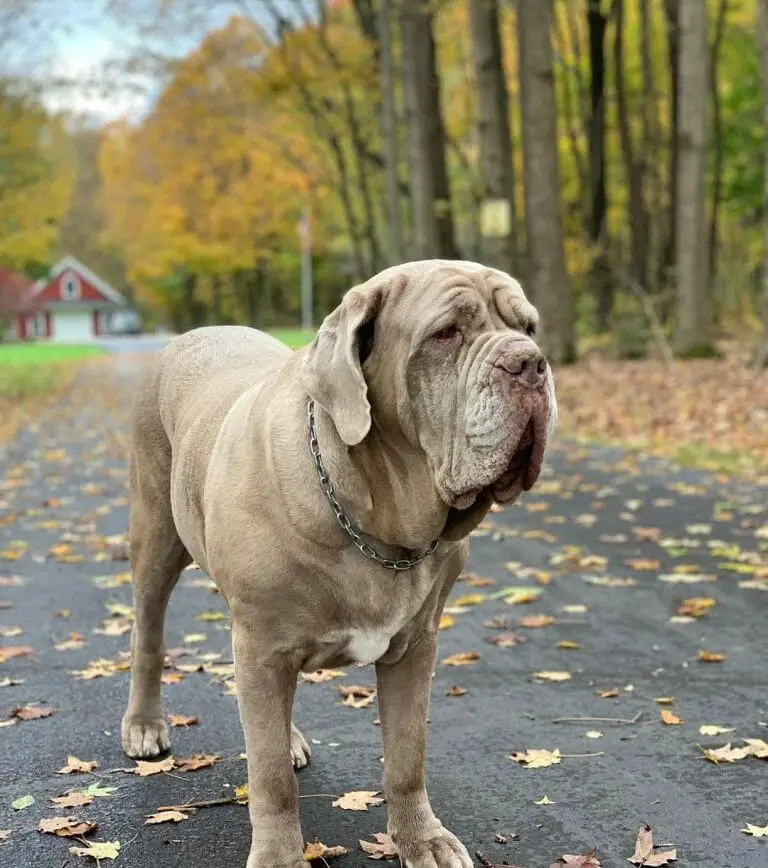 Neapolitan Mastiff vs Lion: Does Your Dog Stand a Chance?