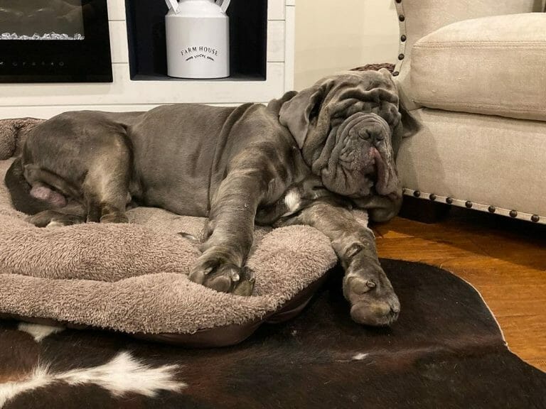 Are Neapolitan Mastiffs Hypoallergenic? 6 Tips for Allergic Families!