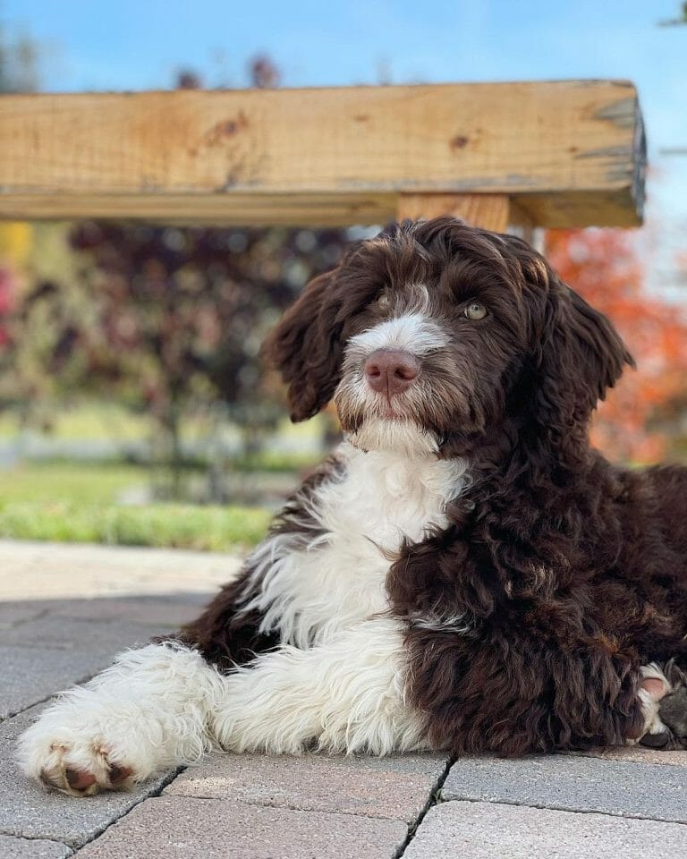 Are Portuguese Water Dogs Good for First-Time Owners? 5 Reasons Why They Are!