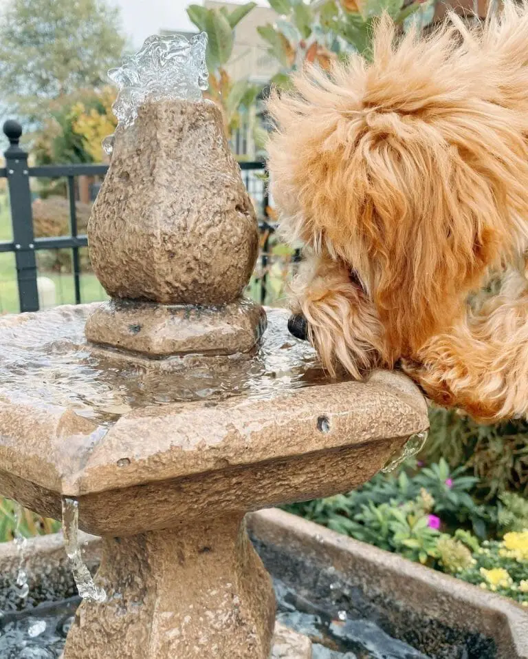 Can You Leave a Dog Without Water Overnight? The Pros and Cons
