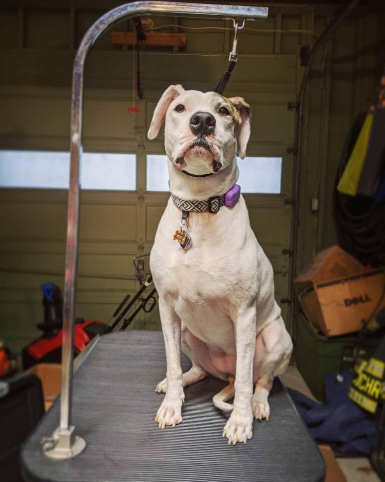 Grooming Guide: How to Use a Dog Grooming Table