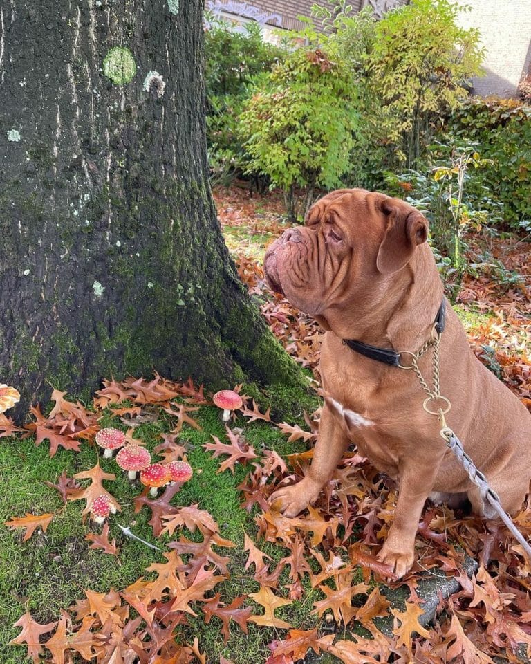 Dogue de Bordeaux 101: The Essential Guide