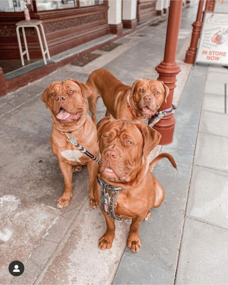 Lifespan and Health: How Long Do Dogue de Bordeauxs Live?