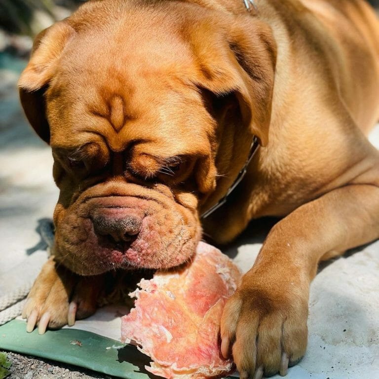 How Much to Feed a Dogue de Bordeaux: Food Guide For All Ages!