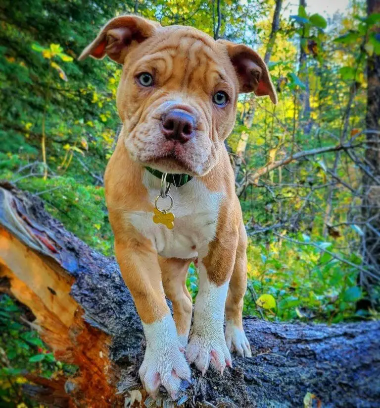 Dogs Similar to the Dogue de Bordeaux: 5 Dog Breeds Akin to Him!