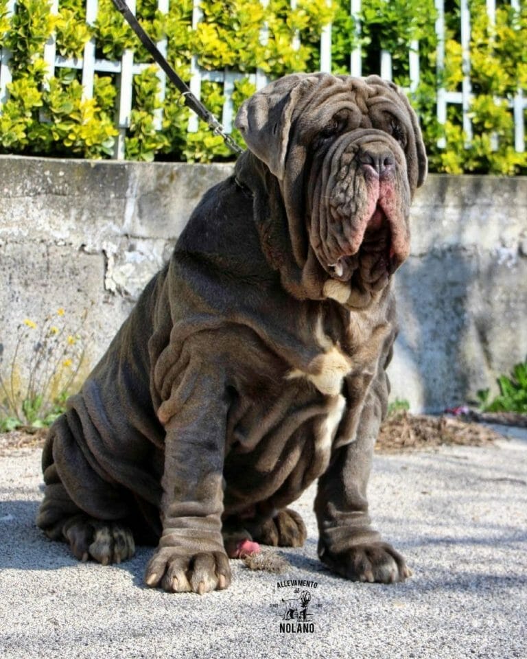 Neapolitan Mastiff vs Pitbull: What Are Their Differences?