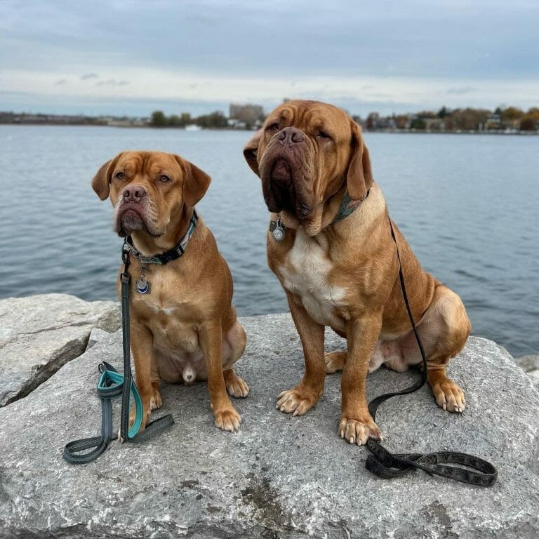 How Big Do Dogue de Bordeauxs Get? The Ultimate Growth Chart!