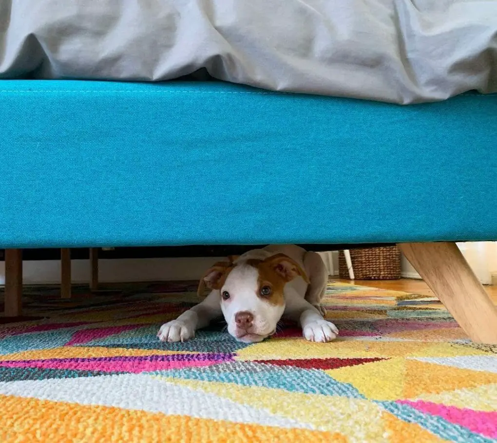 How to Block a Dog From Going Under The Bed: 8 Tips and More! - PawCited