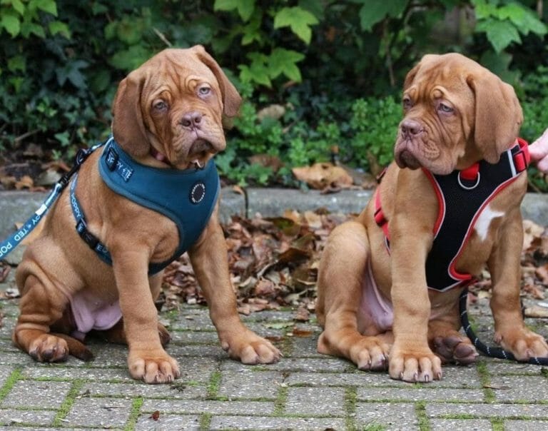 Are Dogue de Bordeauxs Good Family Dogs? 6 Reasons Why They Are!