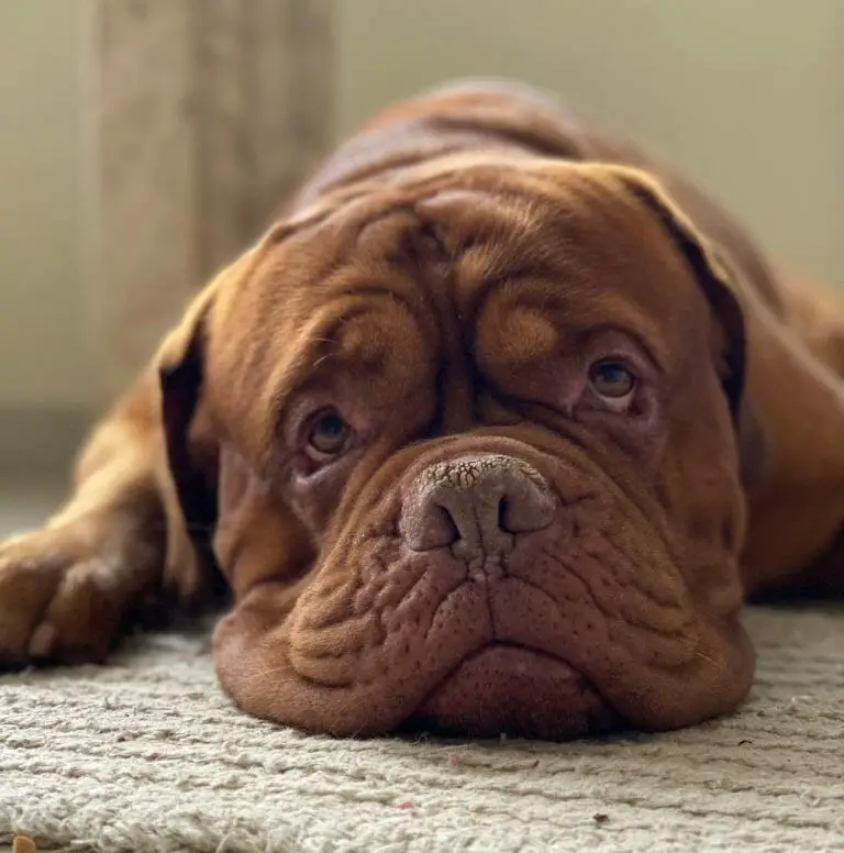 What to Feed a Dogue de Bordeaux: A Manual to Healthy Feeding!