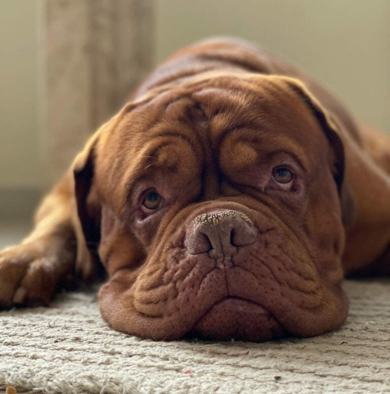 What to Feed a Dogue de Bordeaux: A Manual to Healthy Feeding!