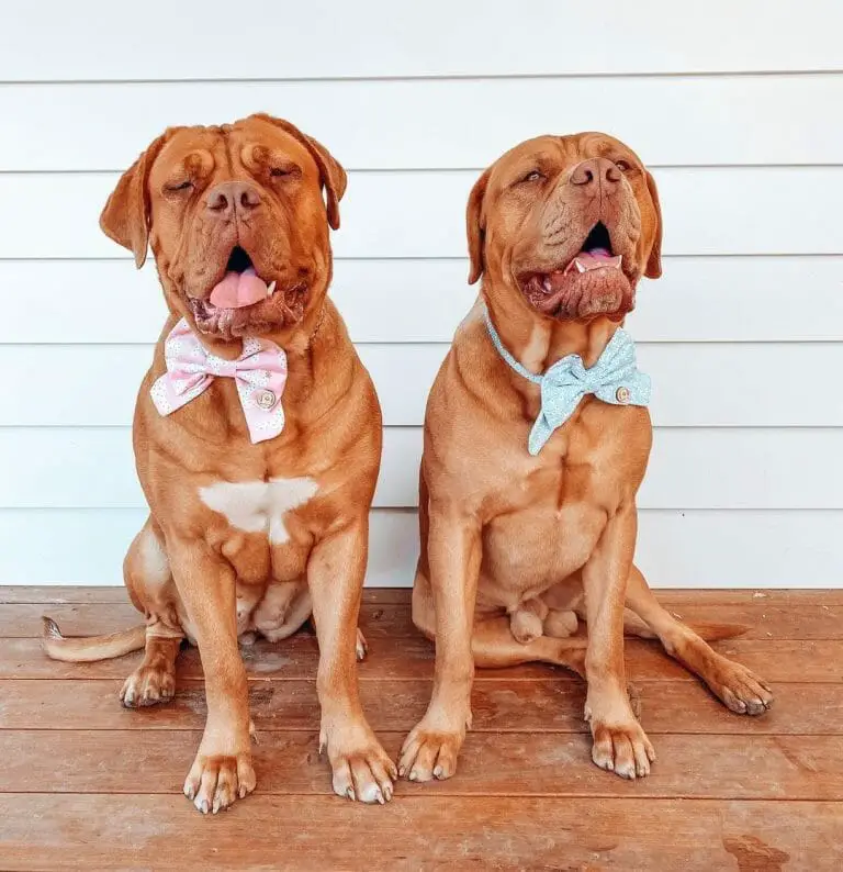 Why Is My Dogue de Bordeaux Underweight? 6 Reasons Behind His Unhealthy Mass