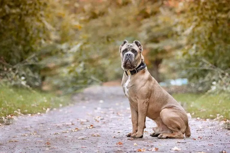 Dogue de Bordeaux vs Cane Corso: Is There a Difference?