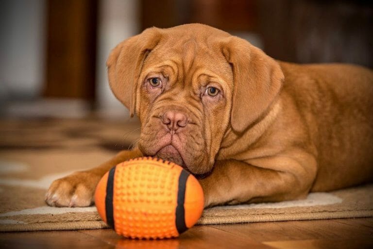 Dogue de Bordeaux vs Rottweiler: A Detailed Breed Comparison