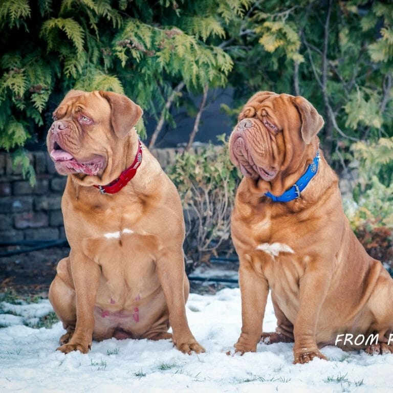 Male or Female Dogue de Bordeaux: What Should You Choose?