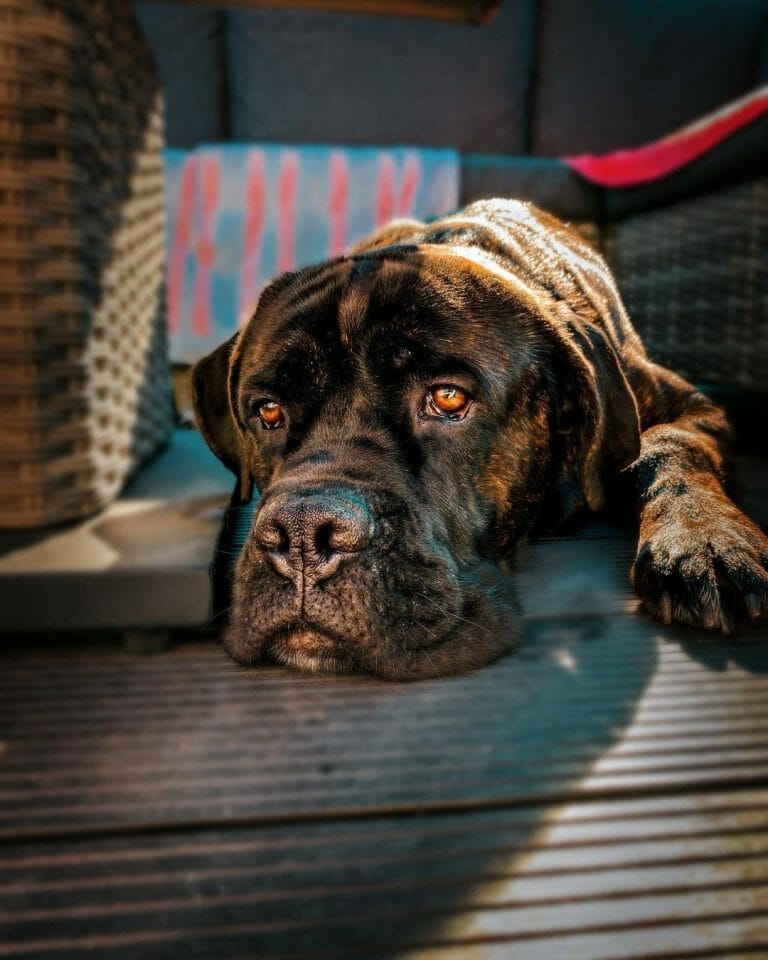 Cane Corso 101: The Essential Guide