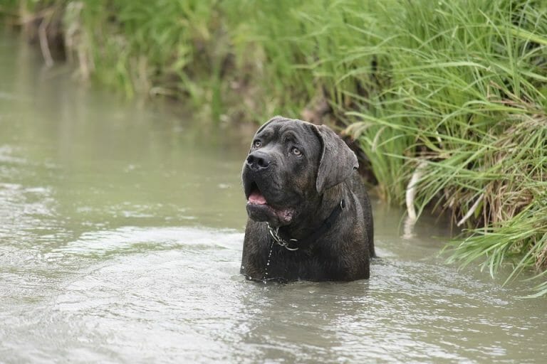 Are Cane Corsos Good Guard Dogs? 5 Reasons Why They’re Ideal