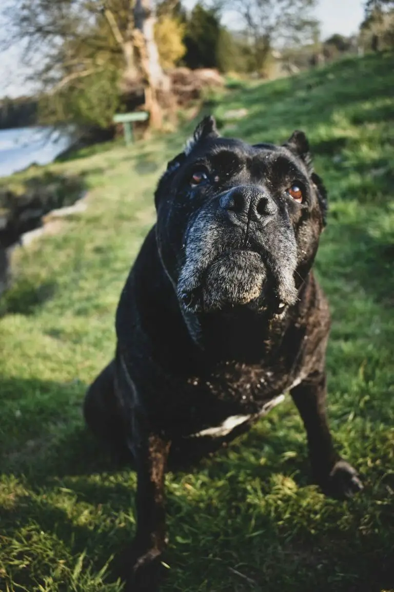 Cane Corso in Hot Weather: How Hot is Too Hot?