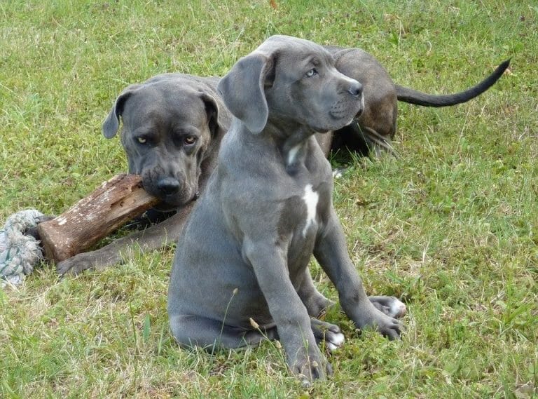 Is a Cane Corso a Mastiff? Everything, Explained!