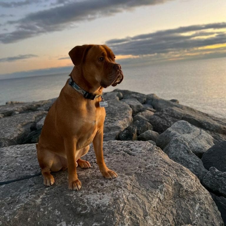 Dogue de Bordeaux vs Boerboel: A Side by Side Comparison