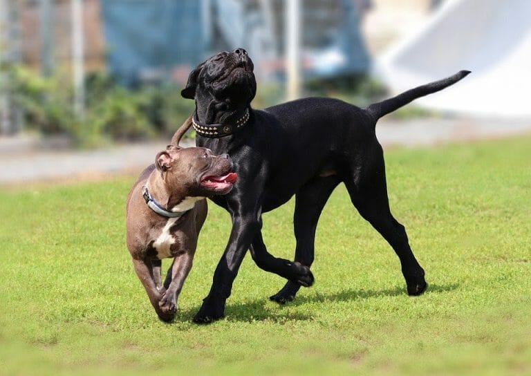 Are Cane Corsos Good With Other Dogs? Get To Know This Breed!