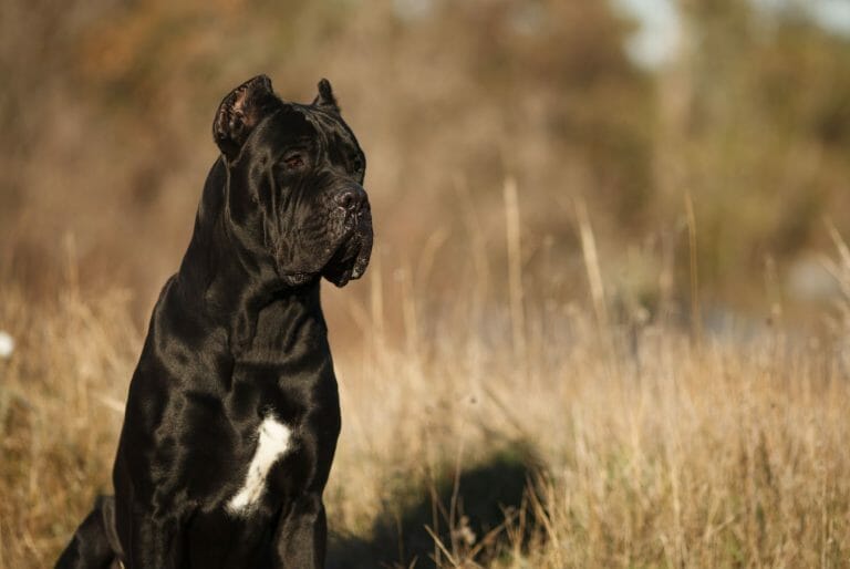 Boerboel vs Cane Corso: Highlighting Differences