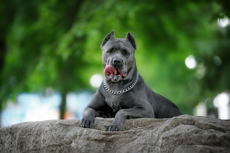 Dogo Argentino vs Cane Corso: Comparing Canines
