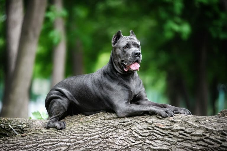 Cane Corso vs Rottweiler: Comparing Guard Dogs