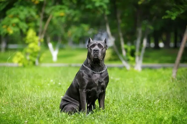 Cane Corso vs Pitbull: How Are They Different?